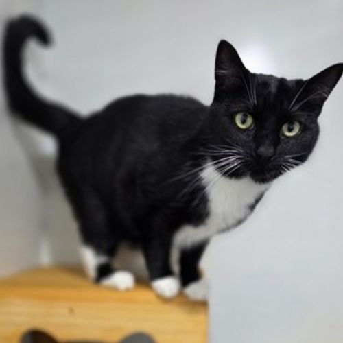 Delilah - Domestic Short Hair Cat