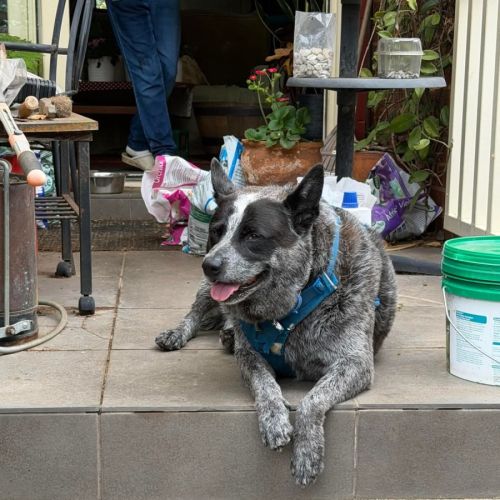 Cicero - Australian Cattle Dog