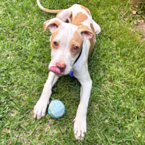 Ginger - Staffordshire Bull Terrier Dog