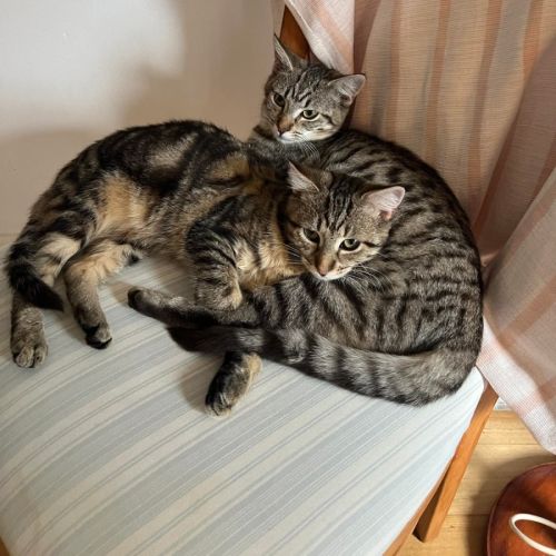 Franklin & Linden  - Domestic Short Hair (DSH) Cat