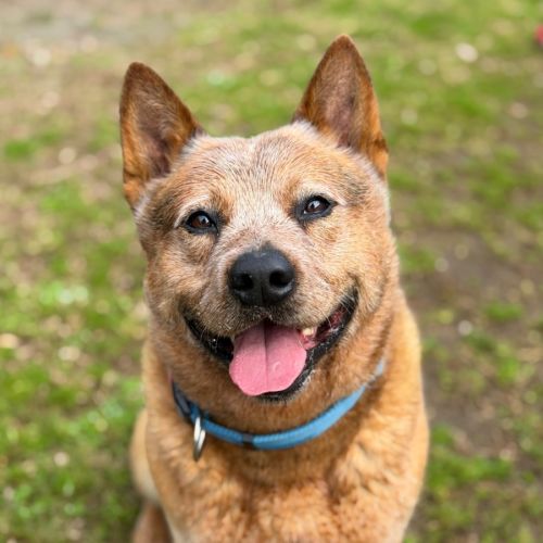 Buster - Australian Cattle Dog