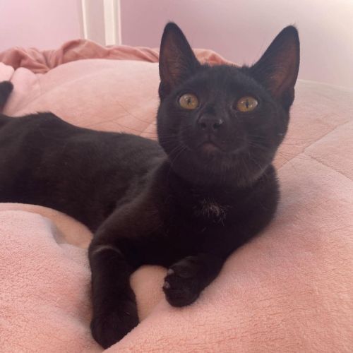 Daenerys - Domestic Short Hair (DSH) Cat
