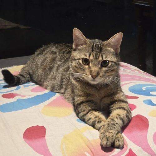 Chilli - Domestic Short Hair (DSH) Cat