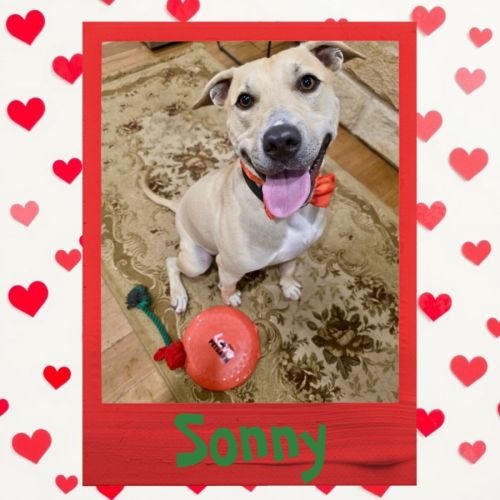 Sonny  - American Staffordshire Terrier Dog