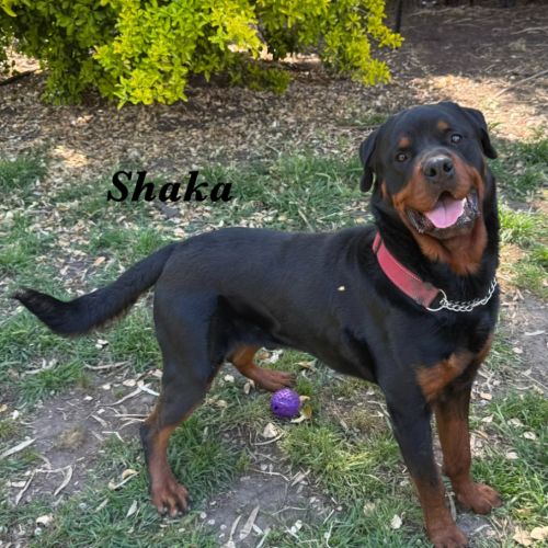 Shaka - Rottweiler Dog