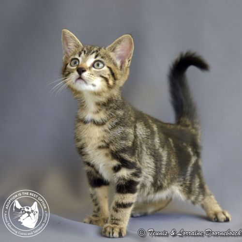 Stripe - Domestic Short Hair Cat