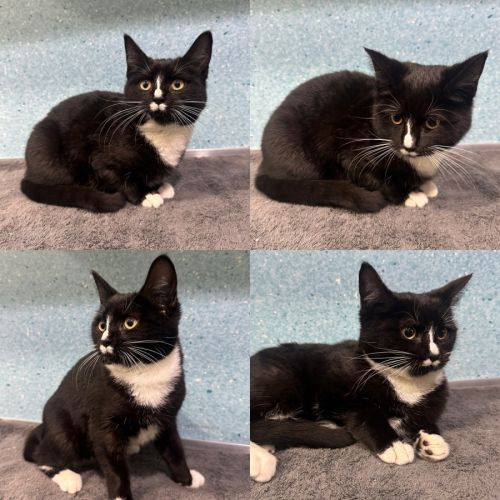 Stripe - Domestic Short Hair (DSH) Cat
