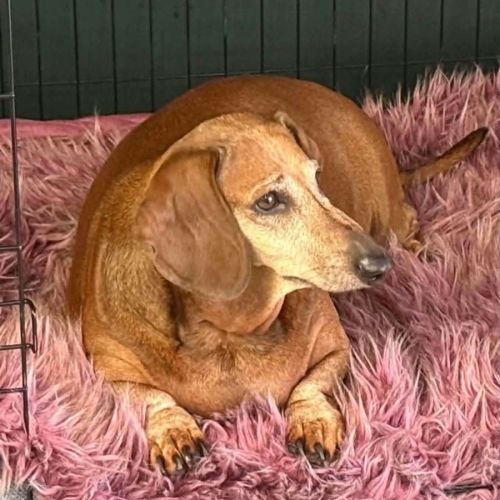 Schnitzel - Dachshund Dog