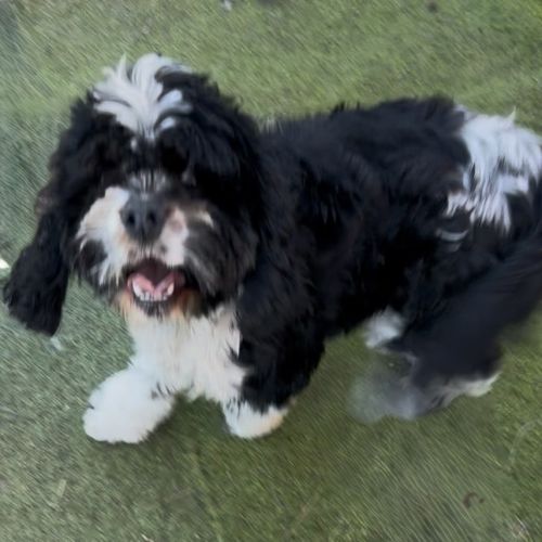 Maggie - Cocker Spaniel (American) Dog