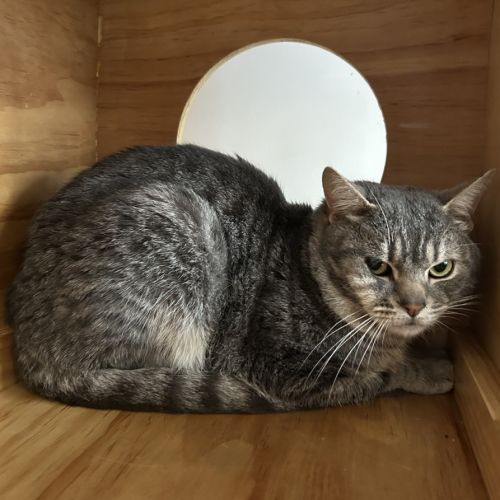 Mars  - Domestic Short Hair (DSH) Cat