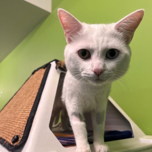 Isaac - Domestic Short Hair Cat