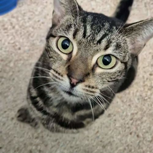 Jude - Domestic Short Hair (DSH) Cat