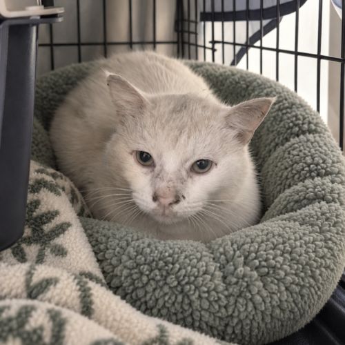 Alfred  - Domestic Short Hair (DSH) Cat