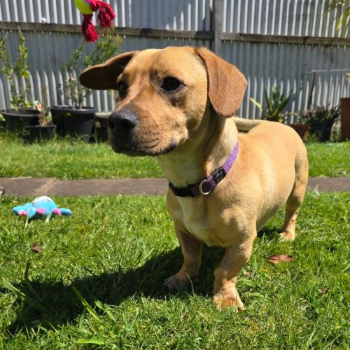 Homer - Dachshund (Miniature) x French Bulldog