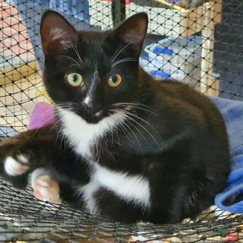Christine  ** 2nd Chance Cat Rescue ** - Domestic Short Hair (DSH) Cat