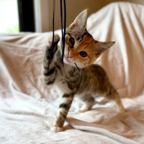 Cupcake - In foster care in Fitzroy North - Domestic Short Hair (DSH) Cat