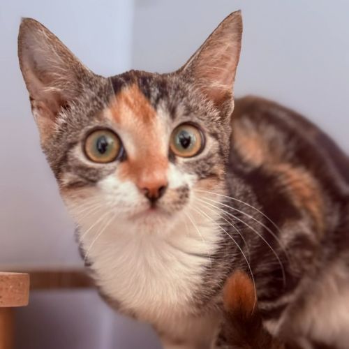 Nanny - Domestic Short Hair (DSH) Cat