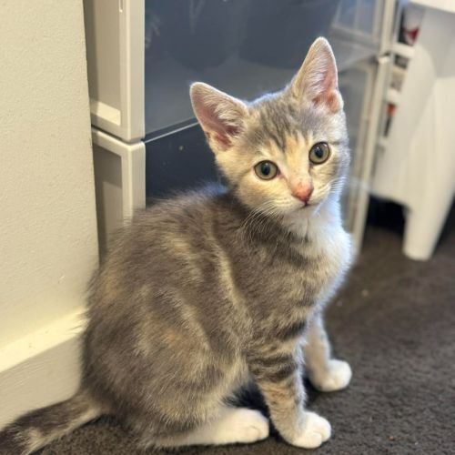 Morticia - Domestic Short Hair (DSH) Cat