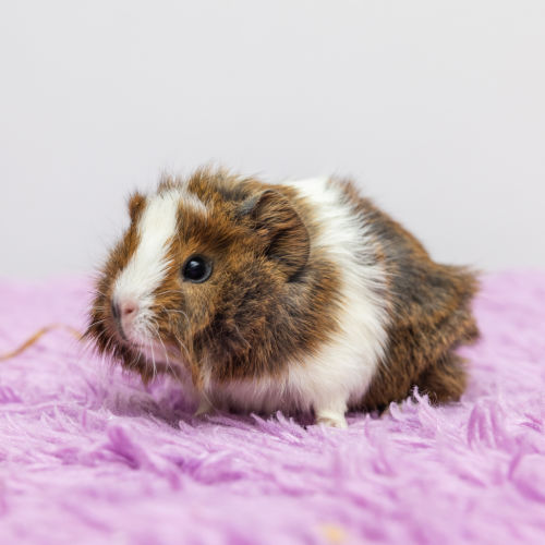 Nugget - Abyssinian Guinea Pig
