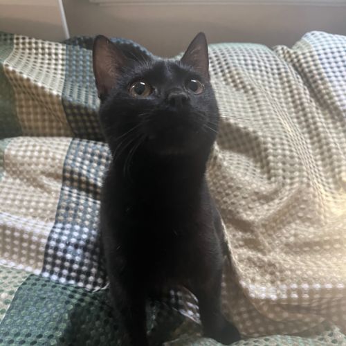 Marvin K Mooney  - Domestic Short Hair (DSH) Cat