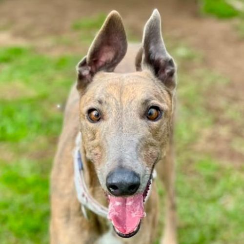 Sesame The Greyhound - Greyhound Dog