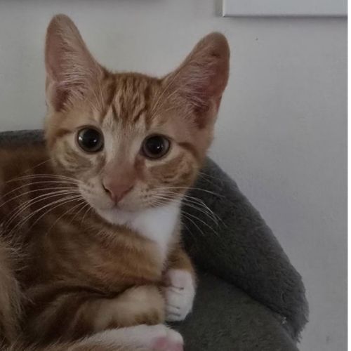 Elliot - Domestic Short Hair (DSH) Cat