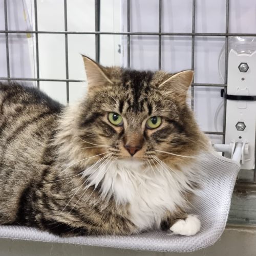 Abe - Domestic Medium Hair (DMH) Cat