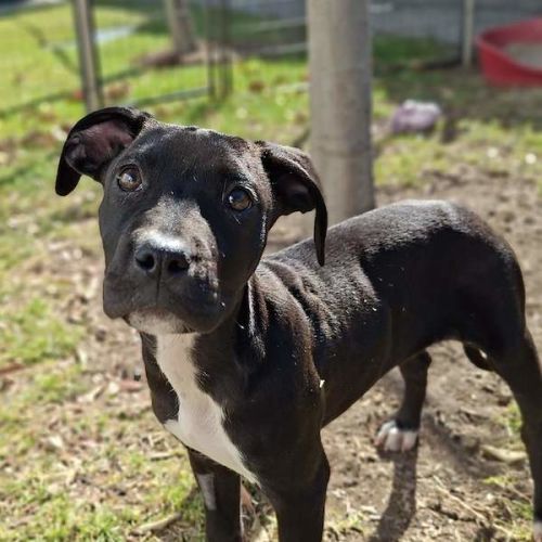 Olive - Bull Arab Dog
