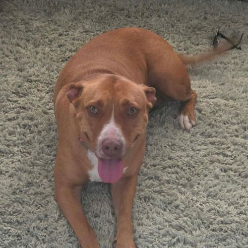 Meg - American Staffordshire Terrier Dog