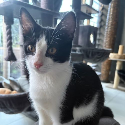 Nugget - Domestic Short Hair (DSH) Cat