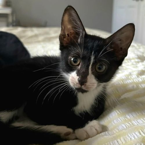 Po - Domestic Short Hair (DSH) Cat