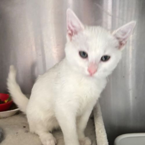 Pokey  - Domestic Short Hair (DSH) Cat