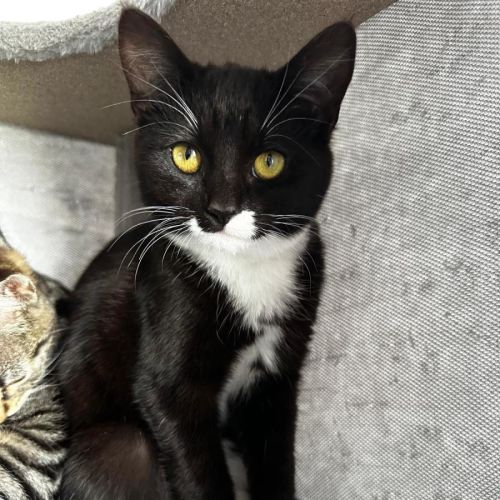 Starlette - Domestic Short Hair (DSH) Cat
