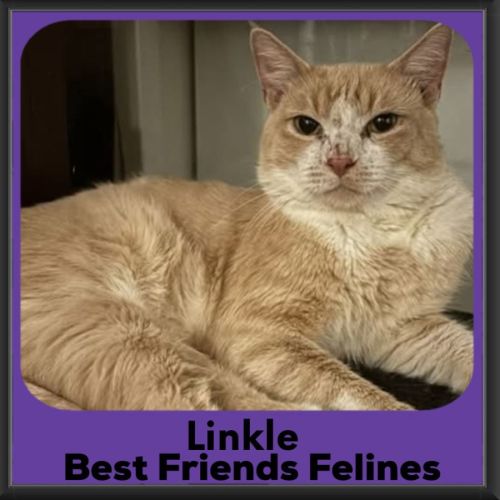 Linkle - Domestic Short Hair (DSH) Cat