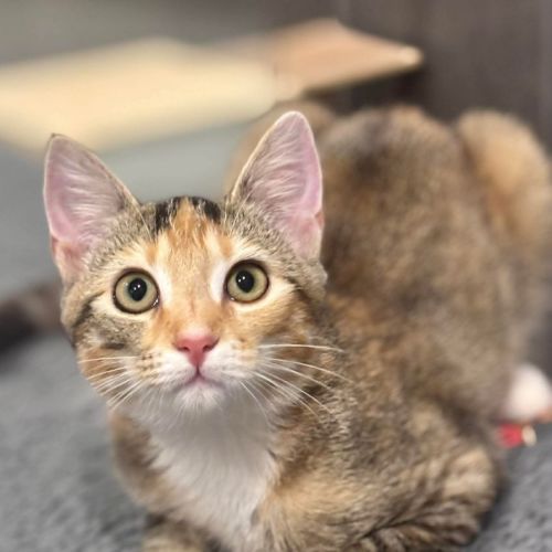 Nina - Domestic Short Hair (DSH) Cat