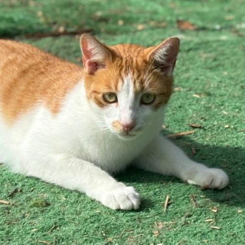 Sheldon - Domestic Short Hair (DSH) Cat