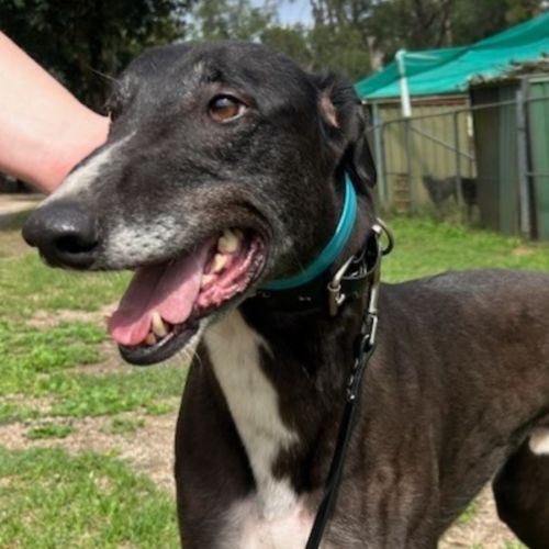 Oz - Greyhound Dog