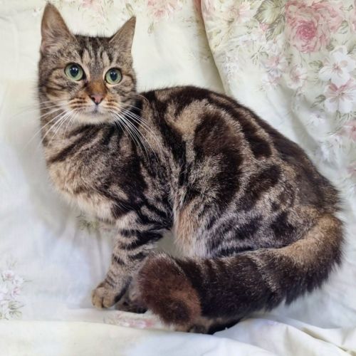 Roxie - Domestic Short Hair (DSH) Cat