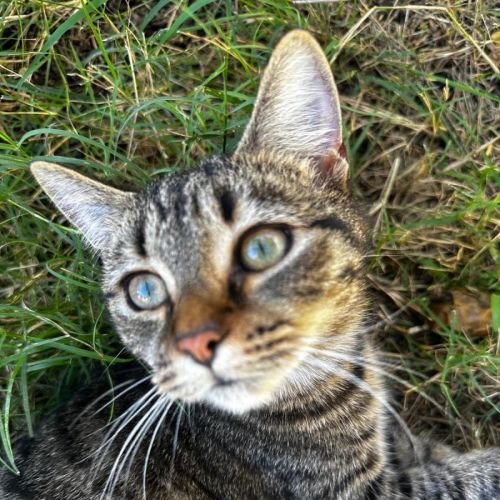 Poppy and Precious - Domestic Short Hair (DSH) Cat