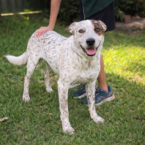 Spot - Australian Cattle Dog