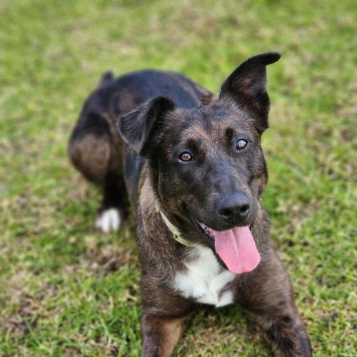 🍿 Rory 7089 🍿 - Australian Koolie Dog