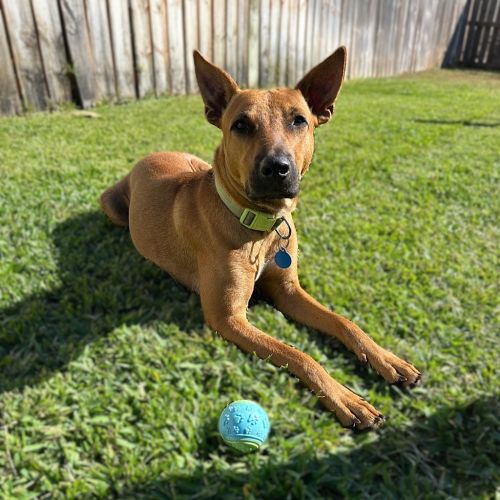 Shinju - Mixed breed Dog