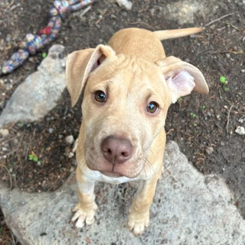 Didymus - Staffordshire Bull Terrier Dog