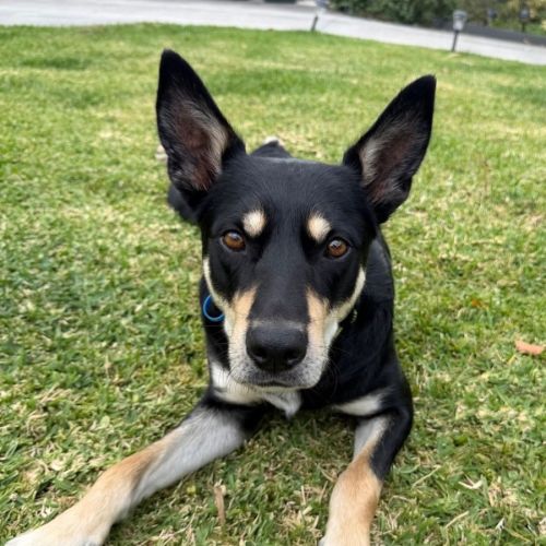 Spencer - Australian Kelpie Dog