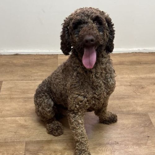 Deano - Poodle (Miniature) Dog
