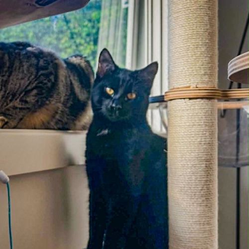 Bruce - Domestic Short Hair (DSH) Cat