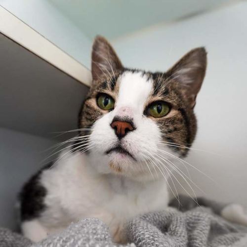 Udon - Domestic Short Hair (DSH) Cat