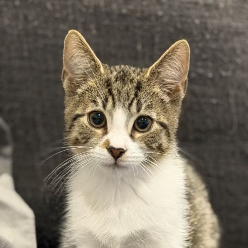 Oakie - Domestic Short Hair (DSH) Cat