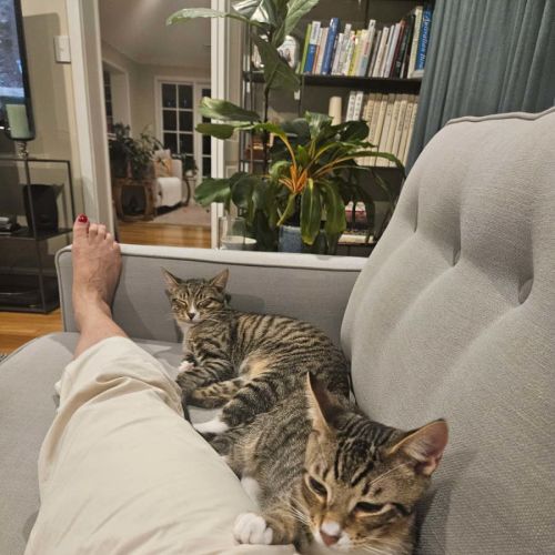 Pebbles - Domestic Short Hair (DSH) Cat