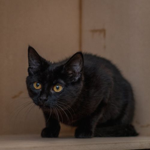 Meadow - Domestic Short Hair (DSH) Cat